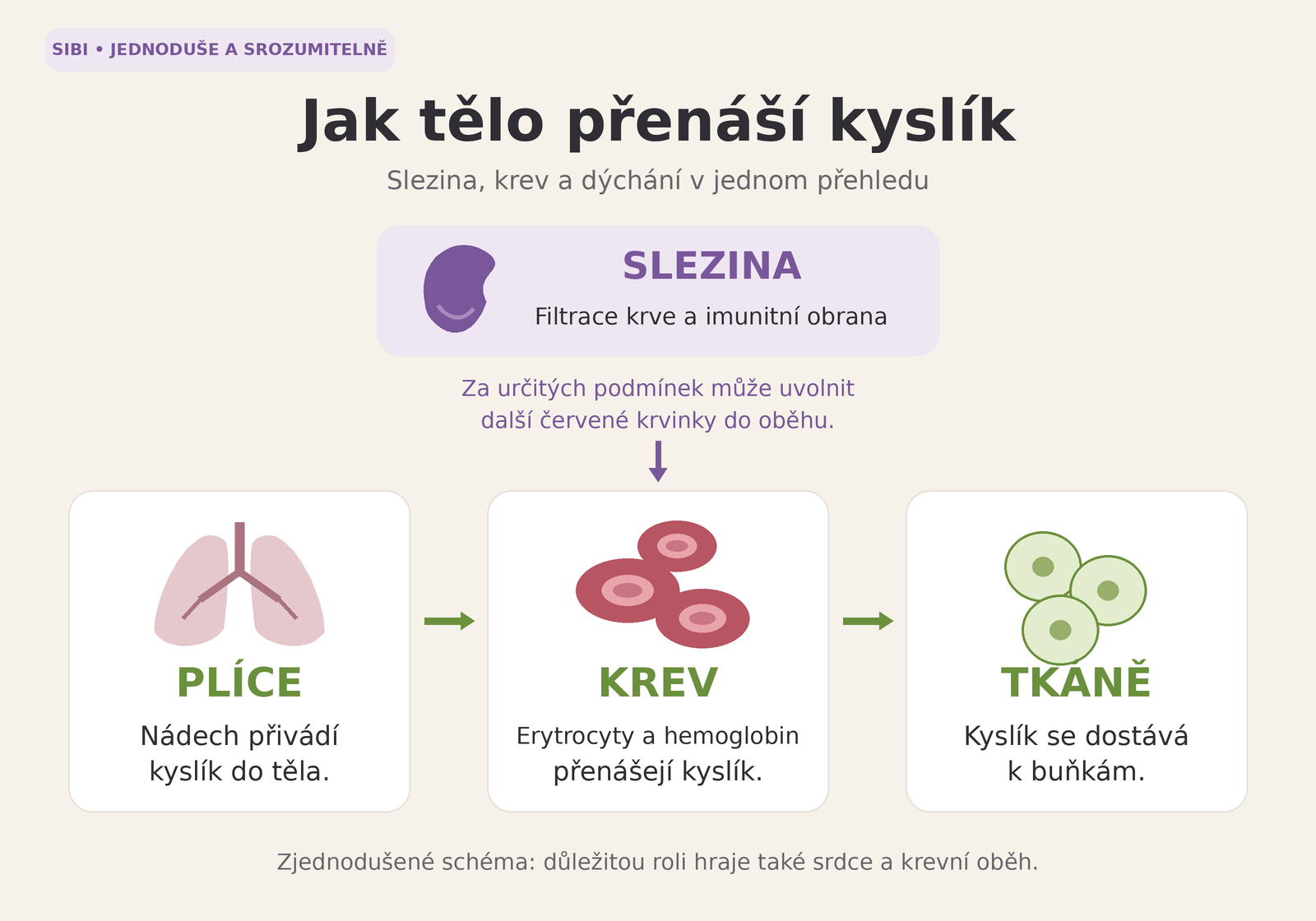 Přenos kyslíku: plíce, krev a tkáně; úloha sleziny