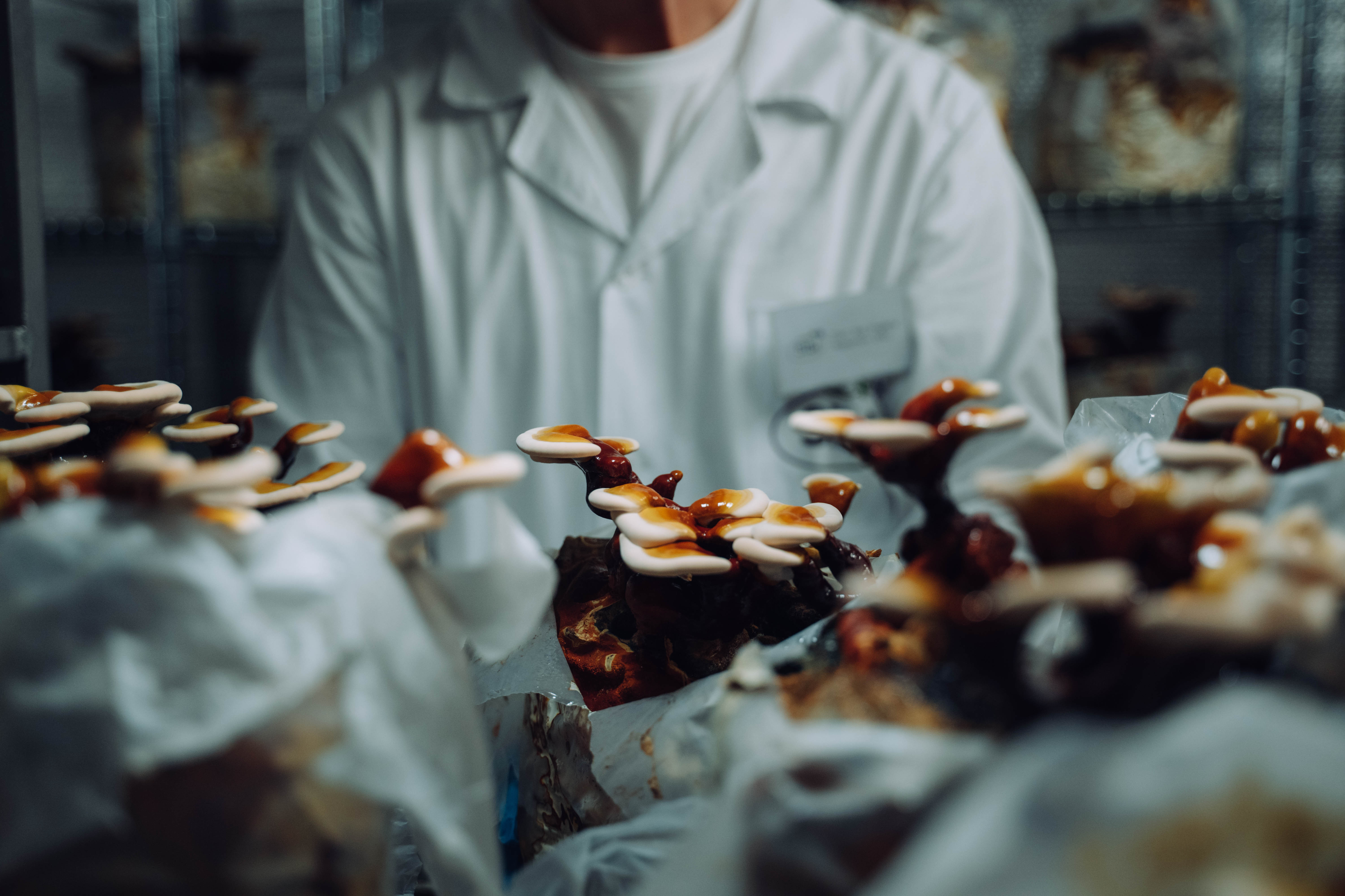 Síť, propojení – metafora mycelia