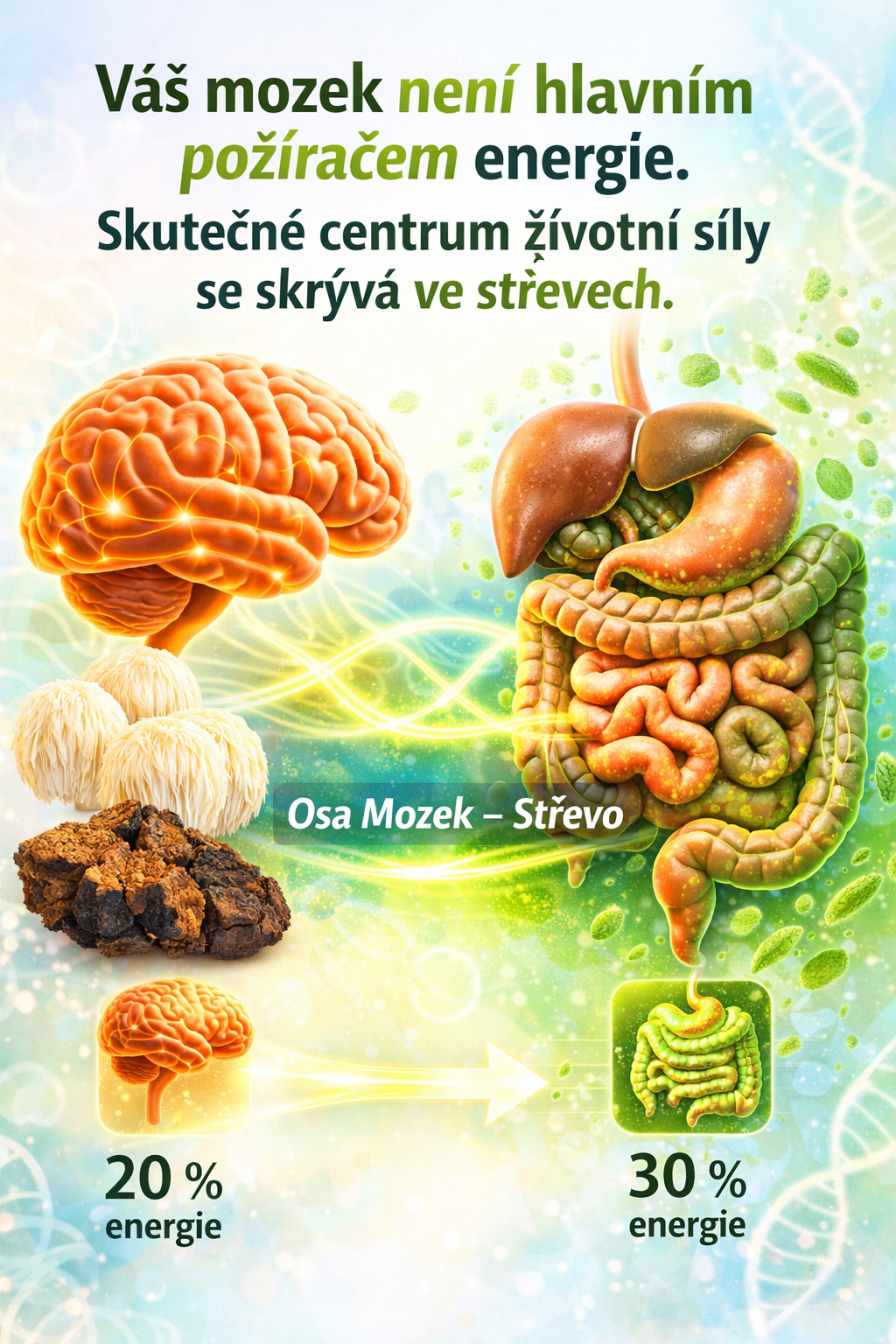 Váš mozek není hlavním „požíračem“ energie. Skutečné centrum životní síly se skrývá ve střevech.
