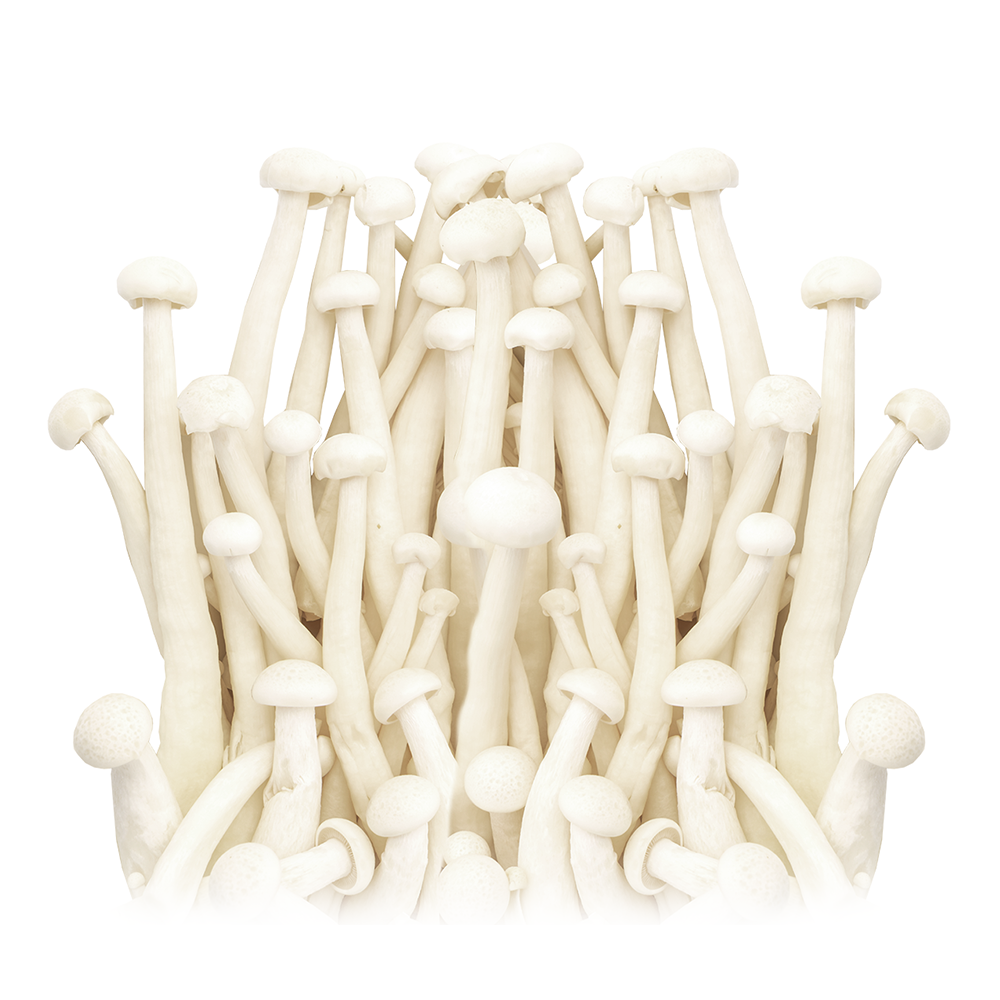Enoki