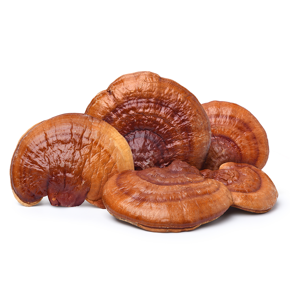 Reishi