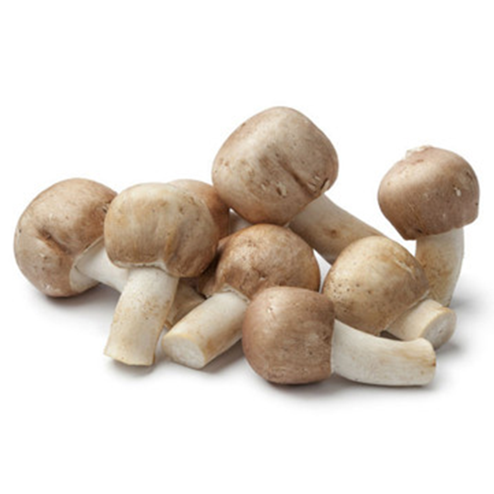 Agaricus