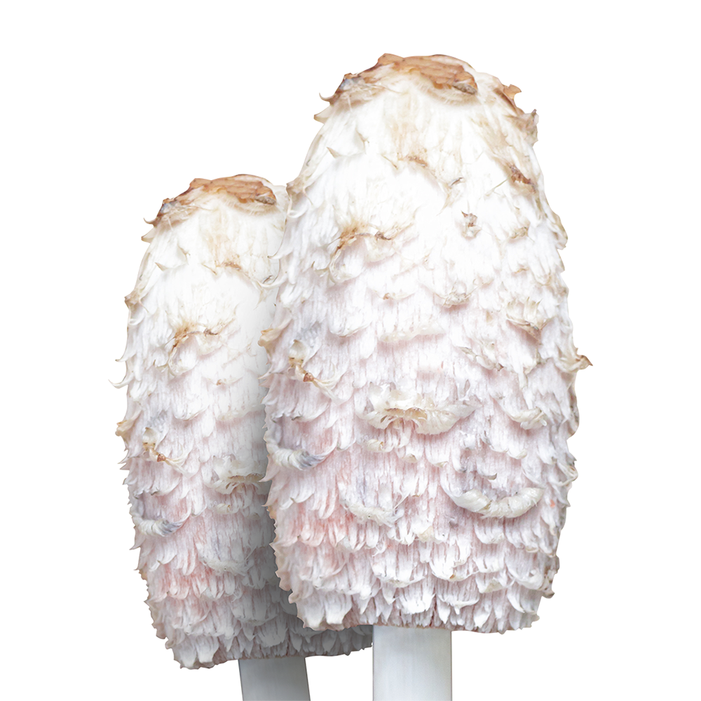 Coprinus