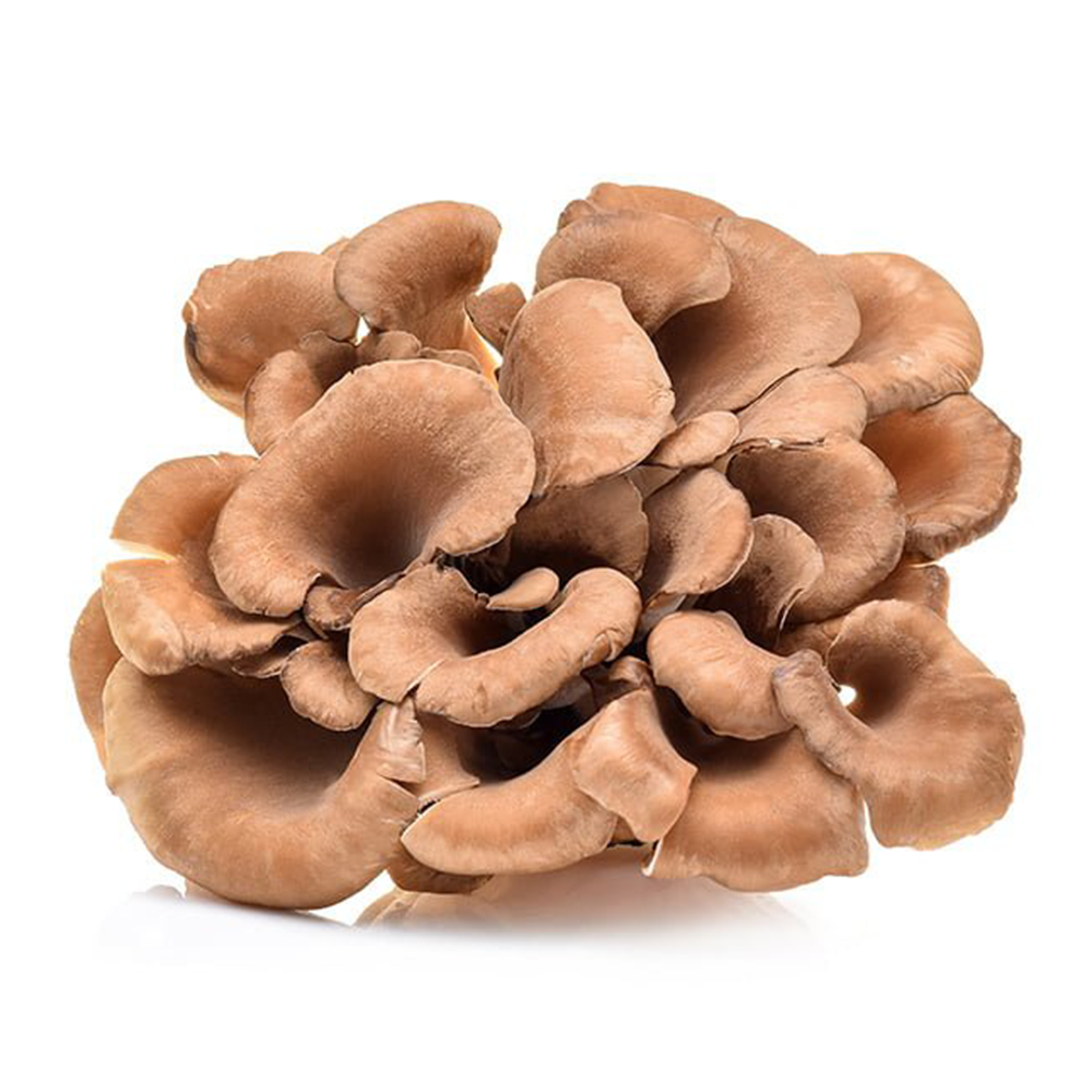 Maitake