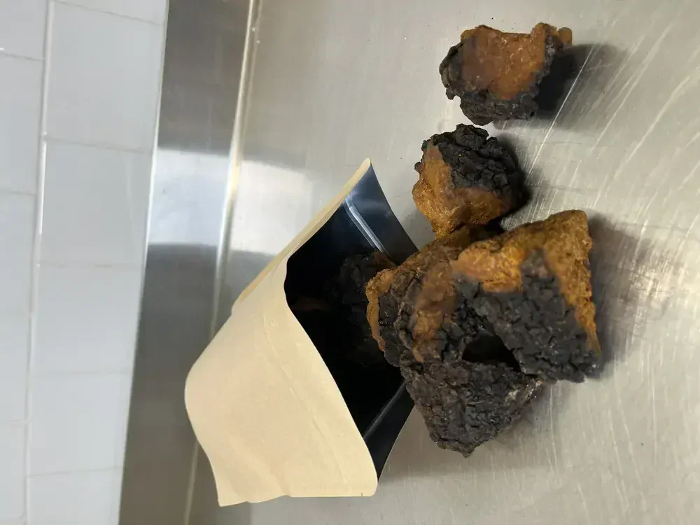 ČAGA SIBIŘSKÁ kousky 100 g